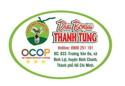 Dừa Bonsai Thanh Tùng